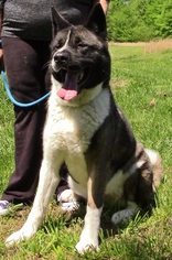 Akita Dogs for adoption in Olive Branch, MS, USA