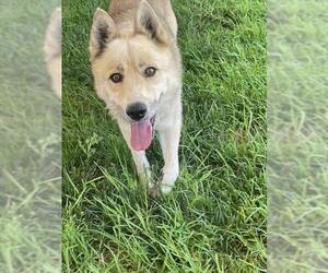 Siberian Husky Dogs for adoption in Riverside, CA, USA