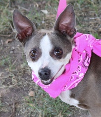 Chihuahua-Unknown Mix Dogs for adoption in Sugar Land, TX, USA
