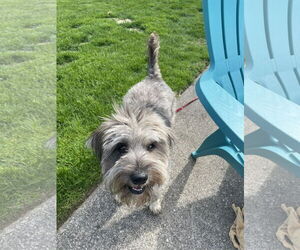 Poodle (Standard)-Shih Tzu Mix Dogs for adoption in Clarkston, MI, USA