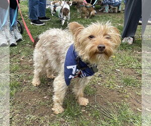 Maltese-Unknown Mix Dogs for adoption in Oakhurst, NJ, USA