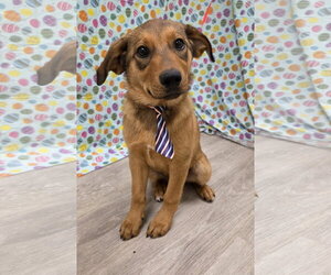 Anatolian Shepherd-Golden Retriever Mix Dogs for adoption in Attalka, AL, USA