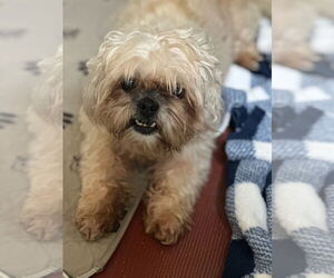 Shih Tzu Dogs for adoption in Oak Bluffs, MA, USA