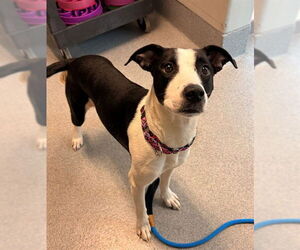 Mutt Dogs for adoption in Waterford, VA, USA