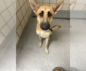 German Shepherd Dog-Unknown Mix Dogs for adoption in Pasadena, TX, USA