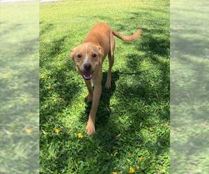Chihuahua-Unknown Mix Dogs for adoption in Riverside, CA, USA