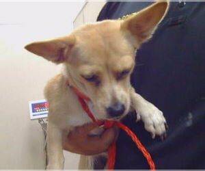 Chihuahua Dogs for adoption in Sacramento, CA, USA