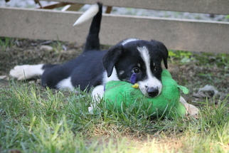 Border-Aussie Dogs for adoption in Alton, IL, USA