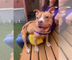 American Pit Bull Terrier Dogs for adoption in San Francisco, CA, USA