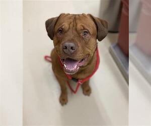 Labrador Retriever Dogs for adoption in Center Township, PA, USA