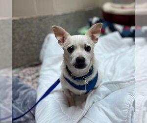 Chihuahua Dogs for adoption in Boston, MA, USA