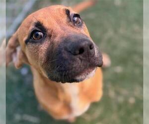 Black Mouth Cur-Unknown Mix Dogs for adoption in Texas City, TX, USA
