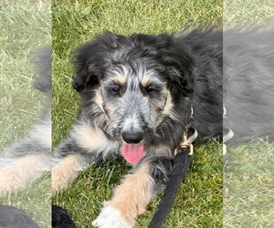 Border Collie-Unknown Mix Dogs for adoption in Polson, MT, USA