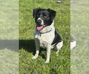 Border Collie-Unknown Mix Dogs for adoption in Santa Cruz, CA, USA
