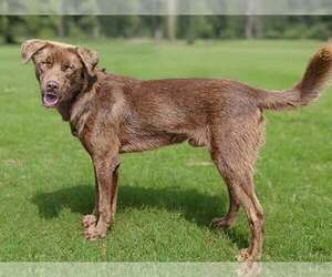 Labrador Retriever-Unknown Mix Dogs for adoption in Talladega, AL, USA