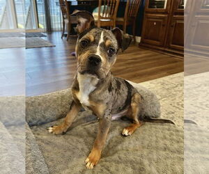 Mutt Dogs for adoption in St. Louis Park, MN, USA