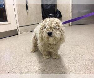 Poodle (Miniature) Dogs for adoption in Riverside, CA, USA