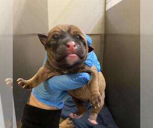 Mutt Dogs for adoption in Modesto, CA, USA