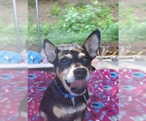 American Rat Pinscher Dogs for adoption in Ellijay, GA, USA