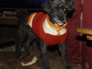 Medium Photo #1 Poodle (Toy) Puppy For Sale in Zaleski, OH, USA