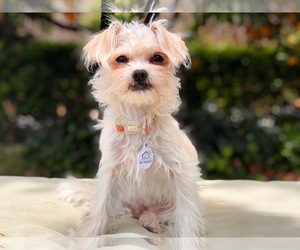 Malchi Dogs for adoption in San Jose, CA, USA