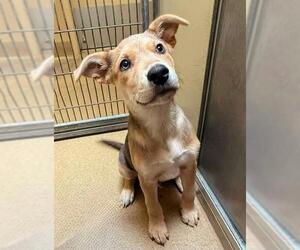 American Pit Bull Terrier-Unknown Mix Dogs for adoption in Sacramento, CA, USA