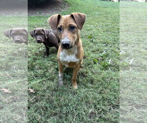 Bluetick Coonhound-Redbone Coonhound Mix Dogs for adoption in Ball Ground, GA, USA