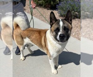 Akita Dogs for adoption in Grand Junction, CO, USA