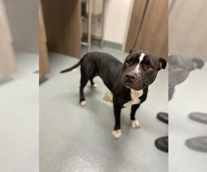 American Pit Bull Terrier Dogs for adoption in Baytown, TX, USA
