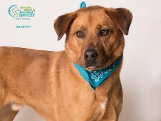 Shepradors Dogs for adoption in Camarillo, CA, USA