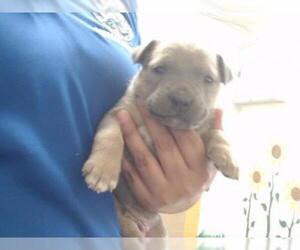 American Pit Bull Terrier-German Shepherd Dog Mix Dogs for adoption in San Bernardino, CA, USA