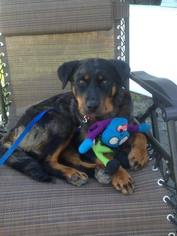 Beauceron-Unknown Mix Dogs for adoption in Ontario, CA, USA