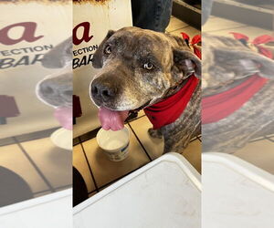 Mastiff Dogs for adoption in Dana Point, CA, USA