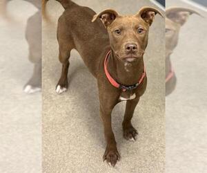 American Pit Bull Terrier-Unknown Mix Dogs for adoption in HESPERIA, CA, USA