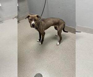 American Pit Bull Terrier-Unknown Mix Dogs for adoption in Las Vegas, NV, USA