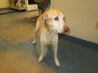 Labrador Retriever Dogs for adoption in Inverness, FL, USA