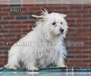 Cairn Terrier Dogs for adoption in Mt Carmel, PA, USA