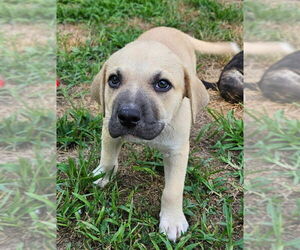 Plott Hound-Unknown Mix Dogs for adoption in Wyoming, MI, USA
