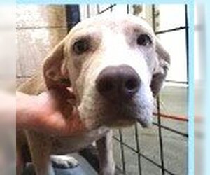 Labmaraner Dogs for adoption in Rowayton, CT, USA