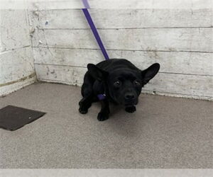 Labrador Retriever-Unknown Mix Dogs for adoption in San Bernardino, CA, USA