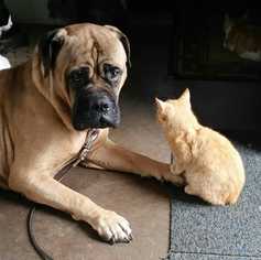 Mastiff Dogs for adoption in Paw Paw, WV, USA