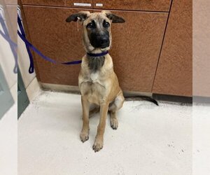 Mutt Dogs for adoption in Rancho Cucamonga, CA, USA