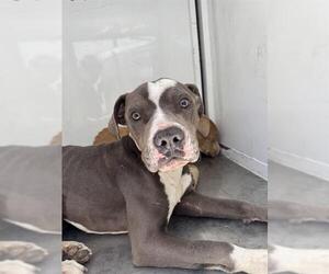 American Pit Bull Terrier Dogs for adoption in Stockton, CA, USA
