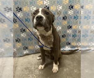 American Staffordshire Terrier-Unknown Mix Dogs for adoption in Rosenberg, TX, USA