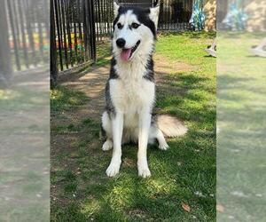 Siberian Husky Dogs for adoption in Riverside, CA, USA