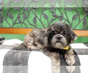 Shih Tzu Dogs for adoption in Ames, IA, USA