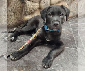 Collie-Labrador Retriever Mix Dogs for adoption in Fort Worth, TX, USA
