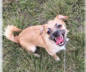 Shih Tzu Dogs for adoption in Von Ormy, TX, USA