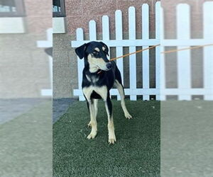 Doberman Pinscher-Unknown Mix Dogs for adoption in Modesto, CA, USA