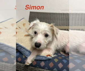 Medium Photo #5 Mutt Puppy For Sale in Ellijay, GA, USA